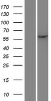 ls064066 mmp27 human over expression lysates nm 022122 wb testing 1