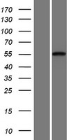 Cadherin like 23 (CDH23) Human Over-expression Lysates NM_052836