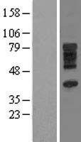 SLC28A3 Human Over-expression Lysates NM_022127