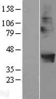 ls064091 popdc2 human over expression lysates nm 022135 wb testing 1