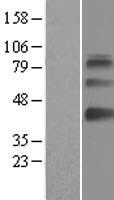 SAMSN1 Human Over-expression Lysates NM_022136