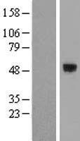 SMOC1 Human Over-expression Lysates NM_022137