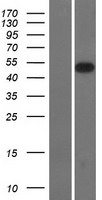 ls064094 smoc2 human over expression lysates nm 022138 wb testing 1