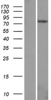 ls064097 epb41l4a human over expression lysates nm 022140 wb testing 1