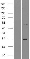 NPVF Human Over-expression Lysates NM_022150