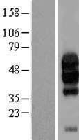 GI24 (C10orf54) Human Over-expression Lysates NM_022153