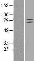 ETL (ADGRL4) Human Over-expression Lysates NM_022159