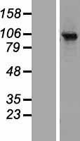 Rabenosyn 5 (RBSN) Human Over-expression Lysates NM_022340