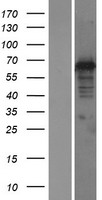 ls064215 dnajc1 human over expression lysates nm 022365 wb testing 1