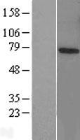 RNF70 (PJA1) Human Over-expression Lysates NM_145119