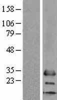 MS4A6A Human Over-expression Lysates NM_152852