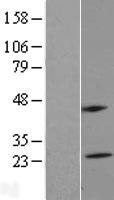 ls064232 ms4a5 human over expression lysates nm 023945 wb testing 1