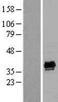 ls064236 pdlim2 human over expression lysates nm 021630 wb testing 3
