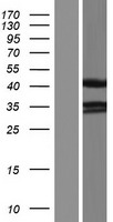 ls064236 pdlim2 human over expression lysates nm 176871 wb testing 2