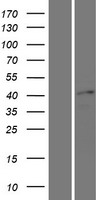ls064321 sox17 human over expression lysates nm 022454 wb testing 1
