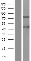 ARHGAP9 Human Over-expression Lysates NM_001080157