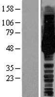HS1BP3 Human Over-expression Lysates NM_022460
