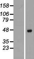 ls064343 azi2 human over expression lysates nm 022461 wb testing 1