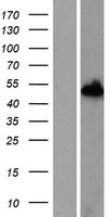 ls064359 nxn human over expression lysates nm 022463 wb testing 1