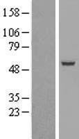 SIL1 Human Over-expression Lysates NM_001037633