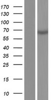 MMP25 Human Over-expression Lysates NM_022468