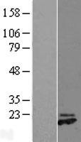 GREM2 Human Over-expression Lysates NM_022469