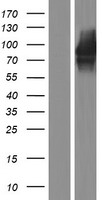 Cadherin 22 (CDH22) Human Over-expression Lysates NM_021248