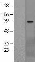 ls064409 galnt17 human over expression lysates nm 022479 wb testing 1