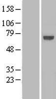 KLHL25 Human Over-expression Lysates NM_022480