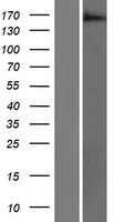 ls064411 arap3 human over expression lysates nm 022481 wb testing 1