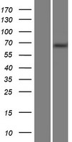 MTMR14 Human Over-expression Lysates NM_001077526