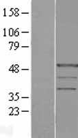 PRAF1 (POLR1E) Human Over-expression Lysates NM_022490