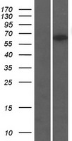 ls064427 ttc31 human over expression lysates nm 022492 wb testing 1