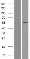 CPEB1 Human Over-expression Lysates NM_001079533