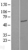 TEKT3 Human Over-expression Lysates NM_031898