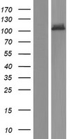 NDST4 Human Over-expression Lysates NM_022569