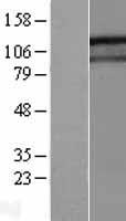 ls064599 gigyf1 human over expression lysates nm 022574 wb testing 1