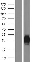 PLA2G2F Human Over-expression Lysates NM_022819