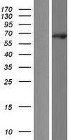 EBF2 Human Over-expression Lysates NM_022659