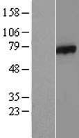 AXUD1 (CSRNP1) Human Over-expression Lysates NM_033027