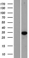 HS3ST6 Human Over-expression Lysates NM_001009606