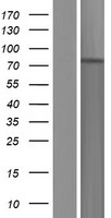 RING finger protein unkempt like (UNKL) Human Over-expression Lysates NM_001193388