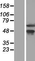 WDR13 Human Over-expression Lysates NM_017883