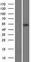ls064745 mett11d1 mettl17 human over expression lysates nm 001029991 wb testing 1