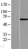 ACBD3 Human Over-expression Lysates NM_022735