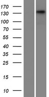 CCDC136 Human Over-expression Lysates NM_022742