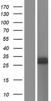 ls064756 atpaf1 human over expression lysates nm 001042546 wb testing 2
