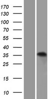 ls064756 atpaf1 human over expression lysates nm 022745 wb testing 1