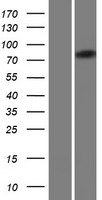 RAI16 (FAM160B2) Human Over-expression Lysates NM_022749