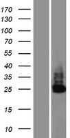ls064771 ilrun human over expression lysates nm 022758 wb testing 2